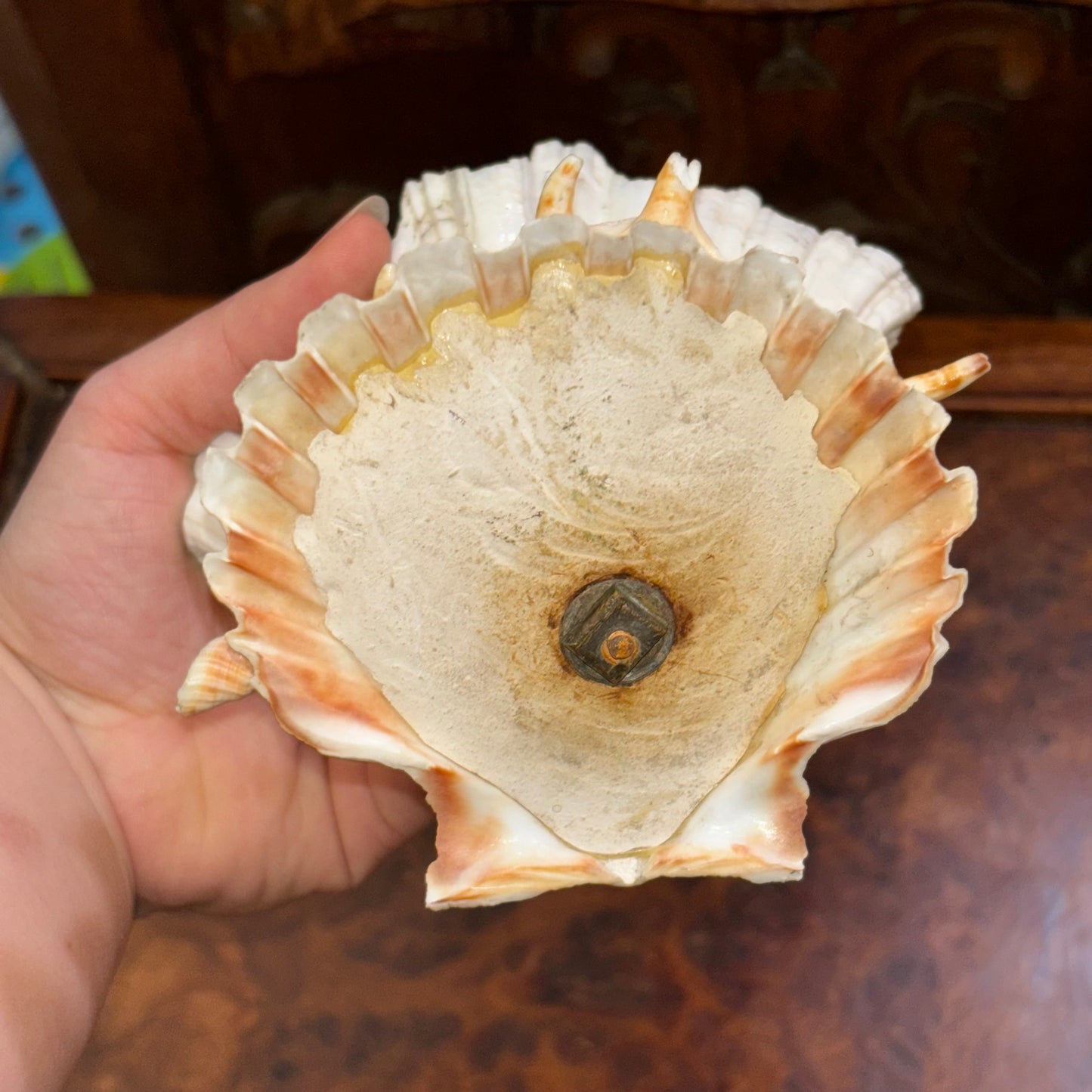 Antique Stacked Seashell Double Cigar Cutter